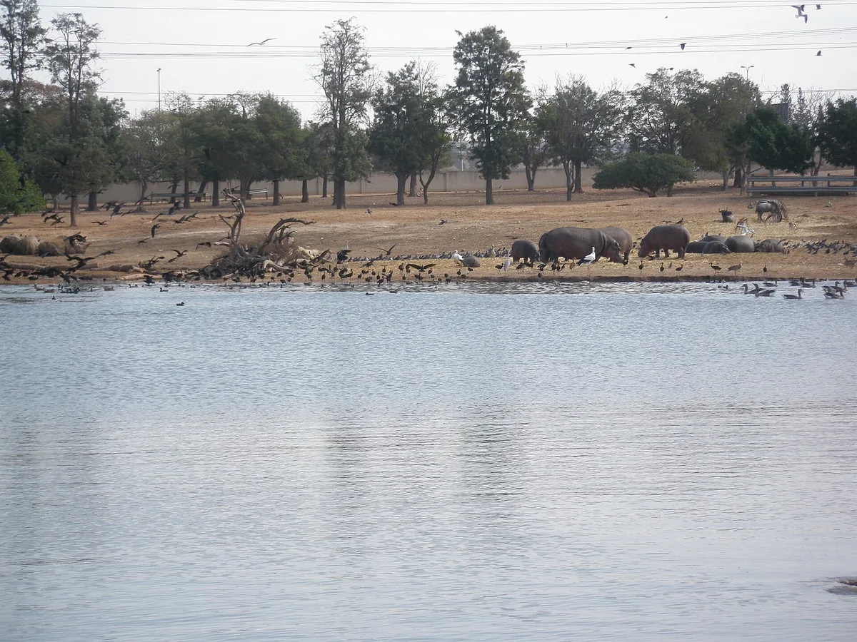 A lake with animals at the Ramat Gan Safari (Zoological Center Tel Aviv - Ramat Gan)